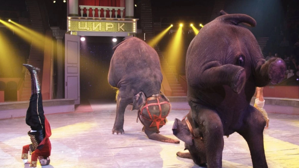 Девочка и слон