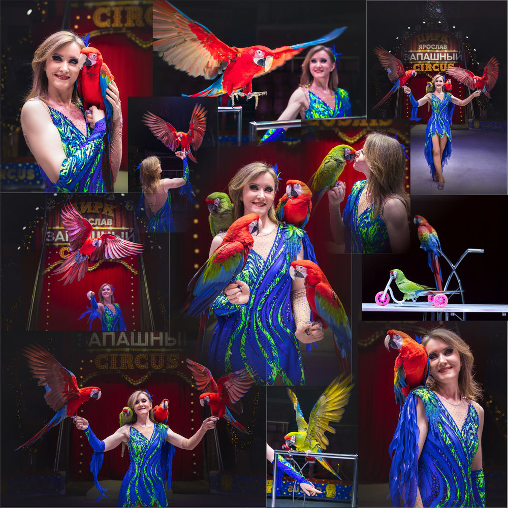 Тигры на земле и в воздухе